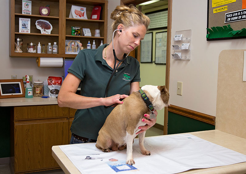 Charlotte Dog Veterinarian