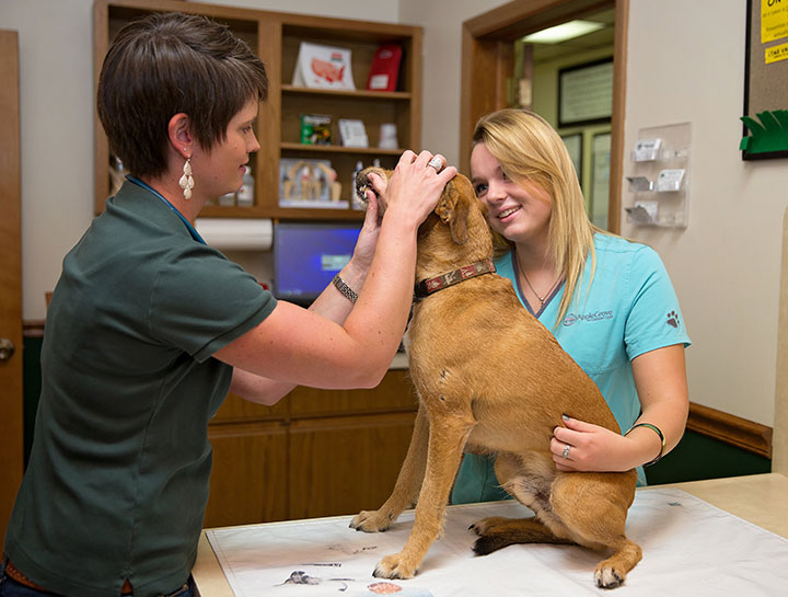 $City Pet Dentists