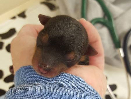 Puppy Care
